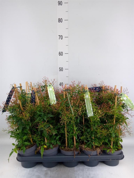 <h4>Jasminum polyanthum</h4>