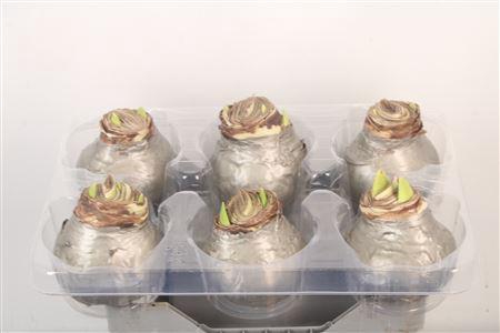 <h4>Wax Amaryllis Titanium</h4>