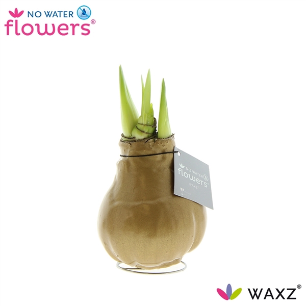 <h4>No Water Flowers Waxz® Metallic Gold</h4>