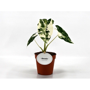 Alocasia   ...