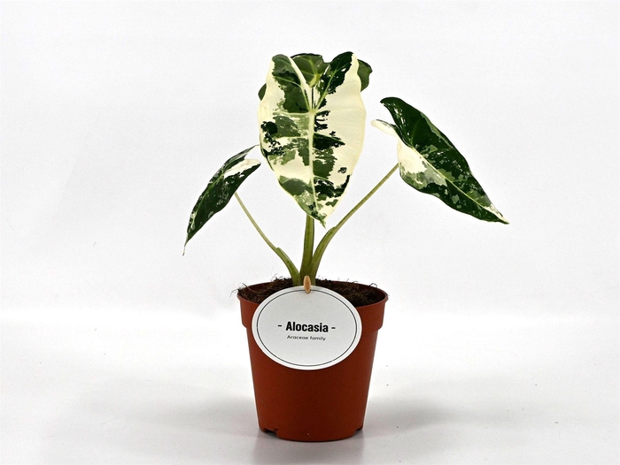 <h4>Alocasia   ...</h4>