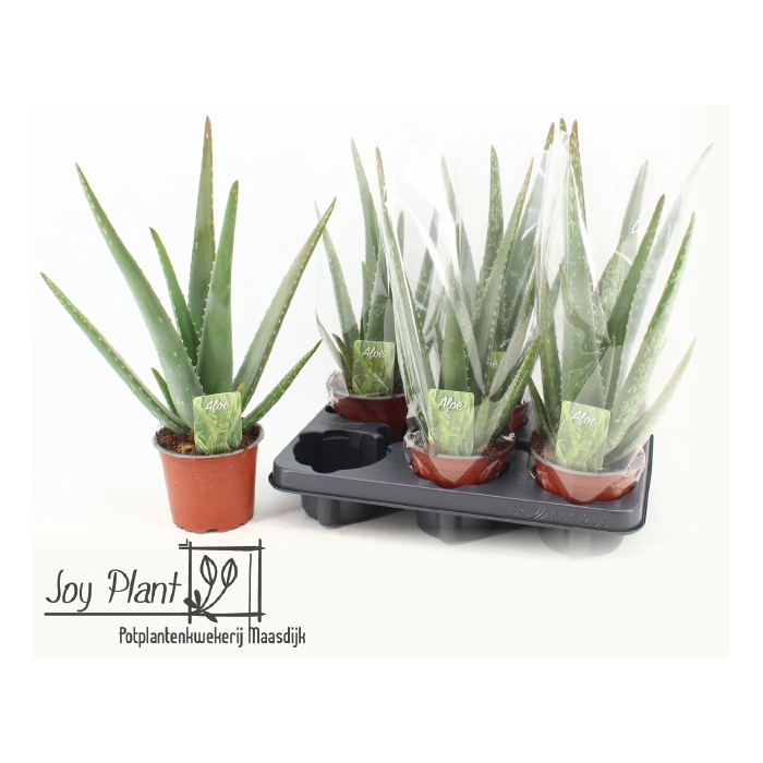 <h4>Aloe Vera 12Ø 35cm</h4>