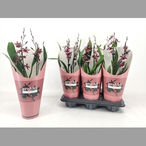 BUR BARROCCO RED