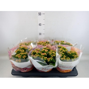 Kalanchoe blos. 'RosDon Alano'