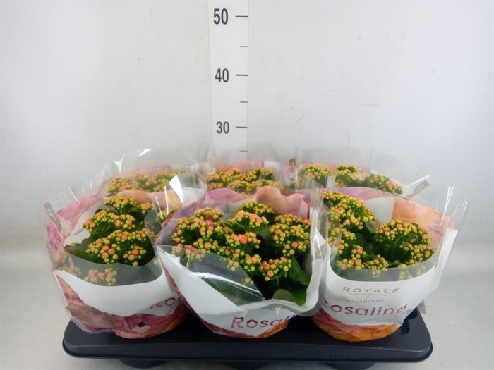 <h4>Kalanchoe blos. 'RosDon Alano'</h4>