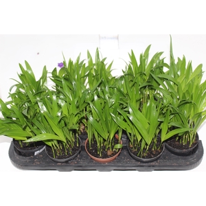ARECA BAMBU P11