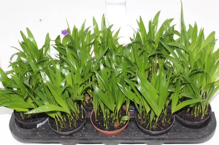 <h4>ARECA BAMBU P11</h4>