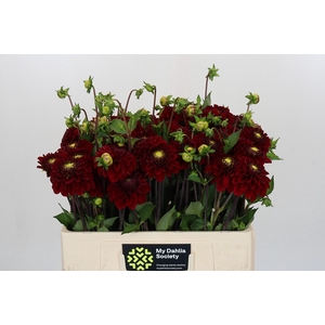 Dahlia Red Fox