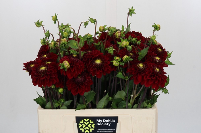 Dahlia Red Fox