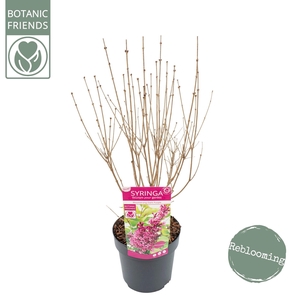 Syringa 'Bloomerang Dark Purple' ®