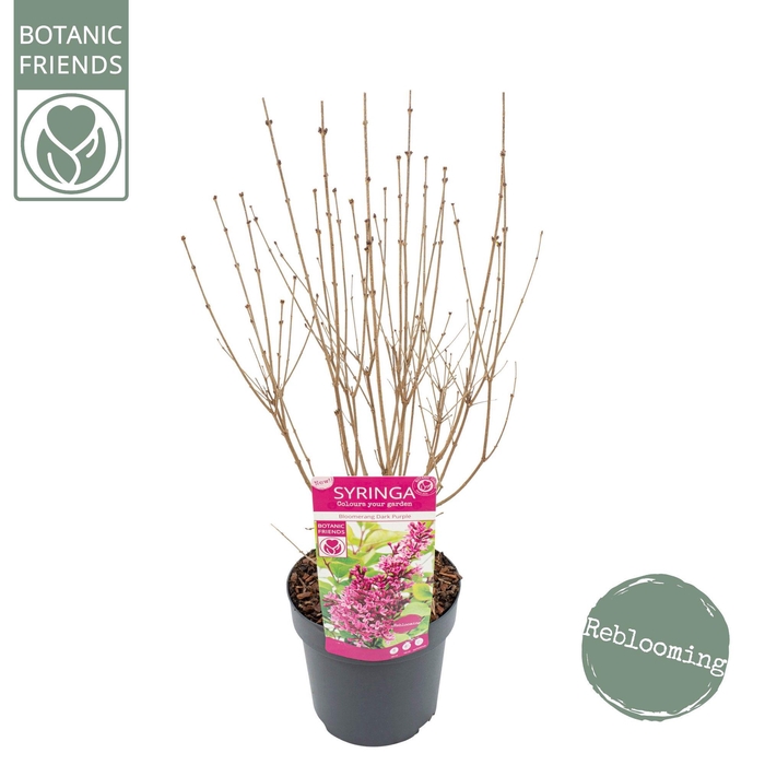 <h4>Syringa 'Bloomerang Dark Purple' ®</h4>