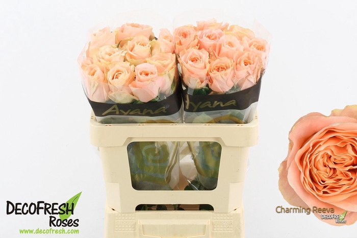 <h4>R Gr Charming Reeva</h4>