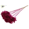 Shola Slice Pine 6cm on stem Lilac