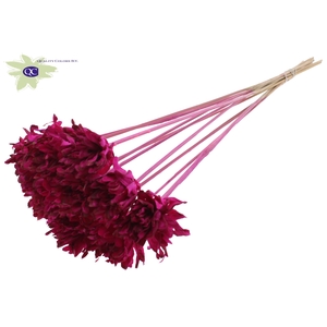 Shola Slice Pine 6cm on stem Lilac