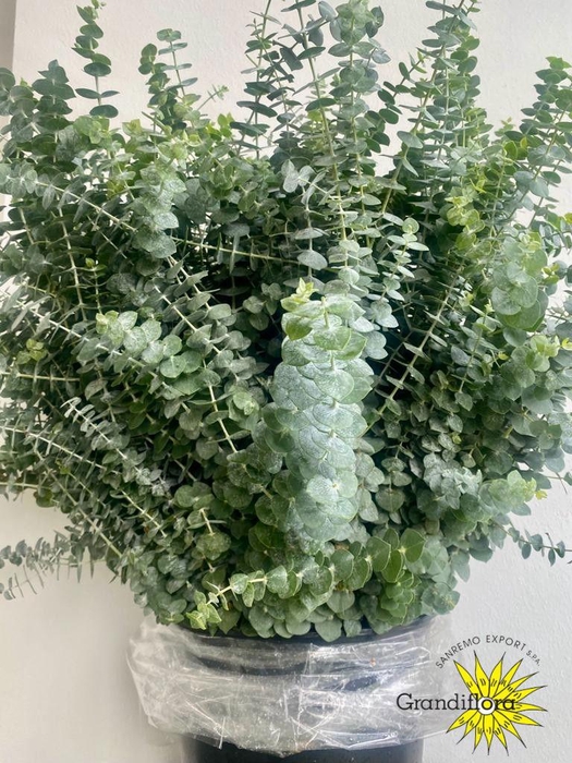 <h4>Baby Blue Long 200 Gram</h4>