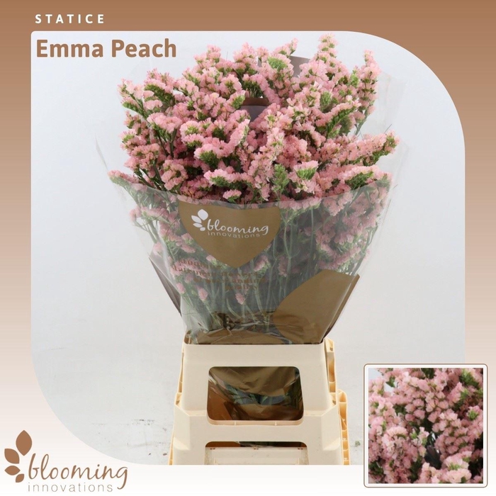 <h4>Statice Emma Peach+</h4>
