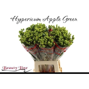 HYP GLOBO APPLEGREEN