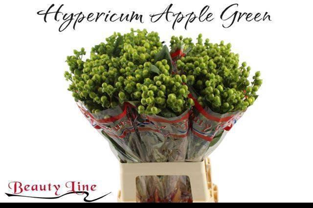 <h4>HYP GLOBO APPLEGREEN</h4>