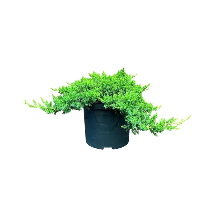 <h4>Juniperus p. 'Nana'</h4>