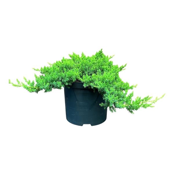 Juniperus p. 'Nana'