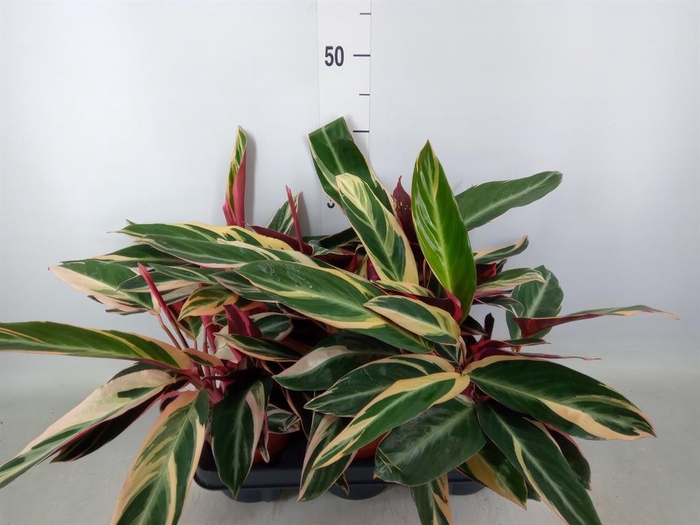 <h4>Stromanthe sanguin. 'Triostar'</h4>