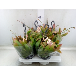 Rhipsalis   ...