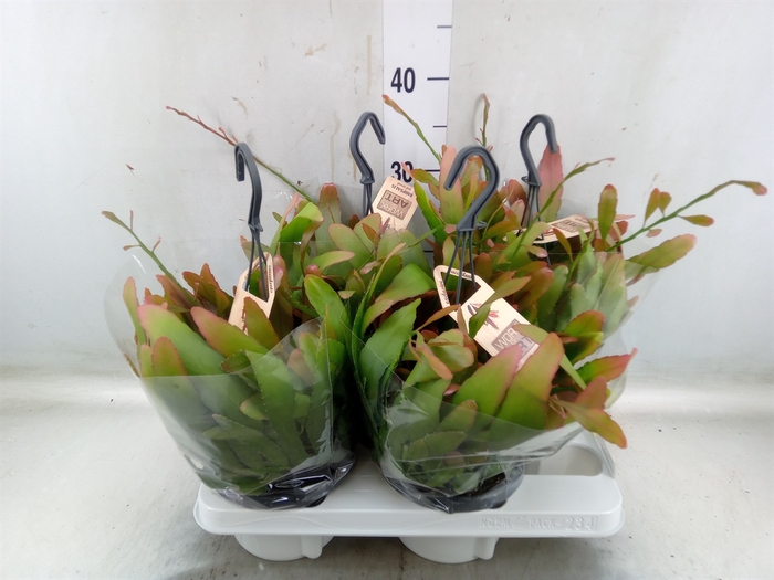 <h4>Rhipsalis   ...</h4>