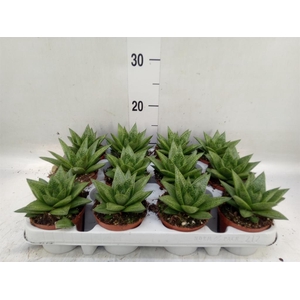 Gasteria