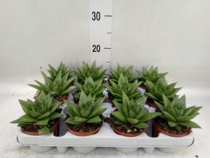 <h4>Gasteria</h4>