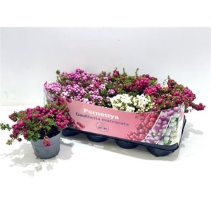 Gaulth Mucronata Gem 3 Srt