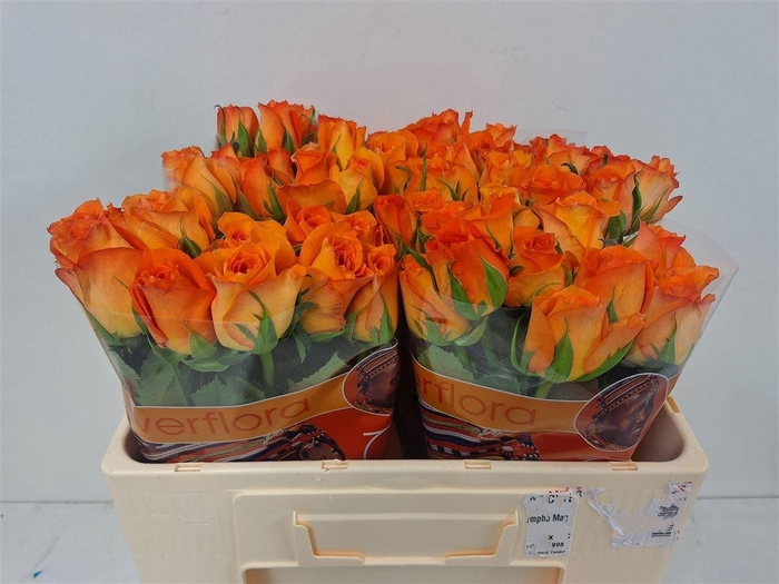 <h4>R GR KINGSDAY+</h4>