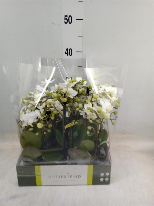 <h4>Phalaenopsis multi. ...white</h4>