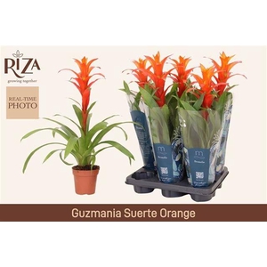 GUZM SUERTE ORANGE