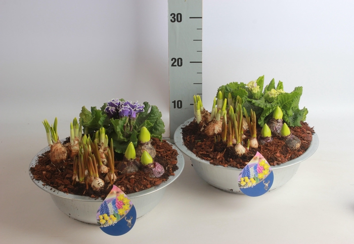 <h4>ARR BOL KNOLGEWAS</h4>