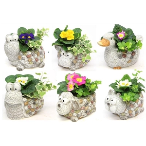 0621 DIEREN MIX PRIMULA