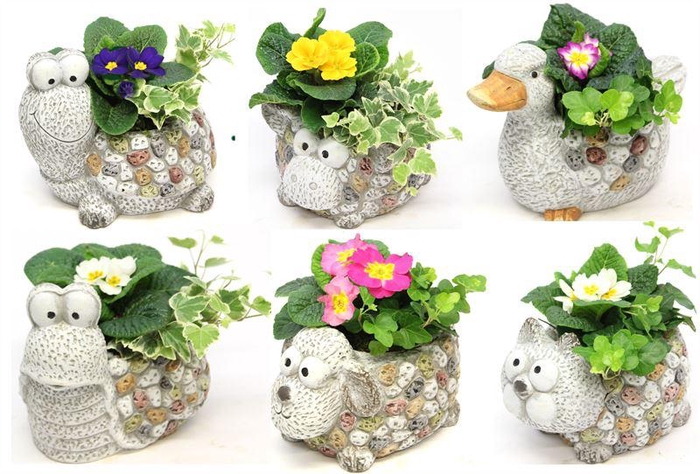 <h4>0621 DIEREN MIX PRIMULA</h4>