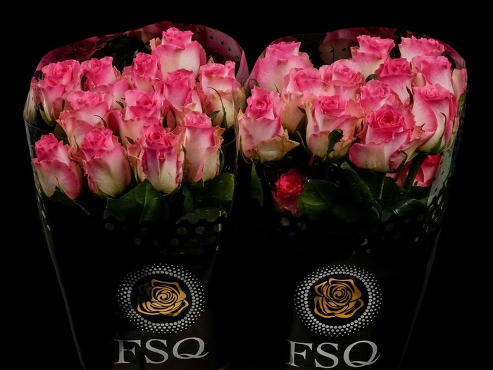 <h4>R GR Malibu</h4>