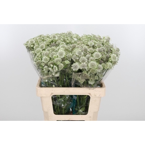 Astr Billion Star Xl