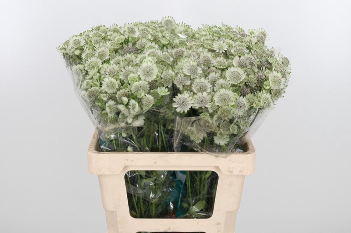 <h4>Astr Billion Star Xl</h4>