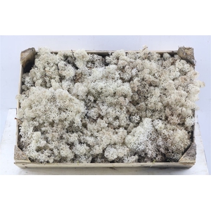 Dried Moss Reindeer 3.5kg Box