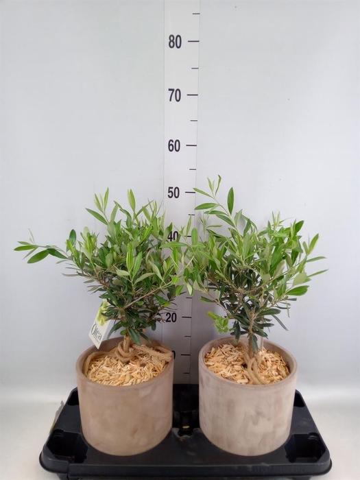 <h4>Arr.   Tuinplanten H%</h4>