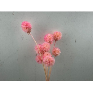 Pres Scabiosa 10pc Light Pink Bunch