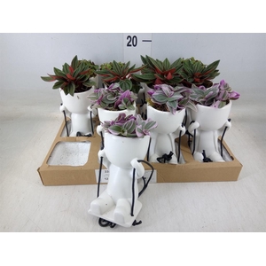 Arr.   Kamerplant Groen L%