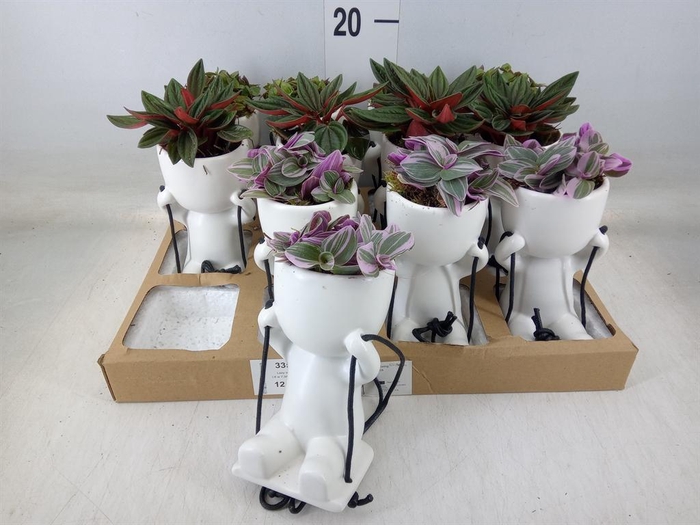 <h4>Arr. Kamerplant Groen L%</h4>