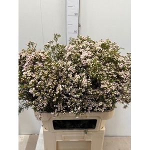 CHAME UN JUPITE MOON