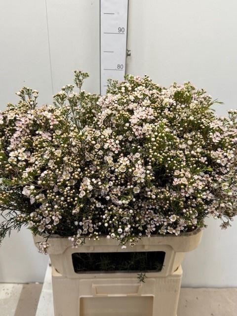 <h4>CHAME UN JUPITE MOON</h4>