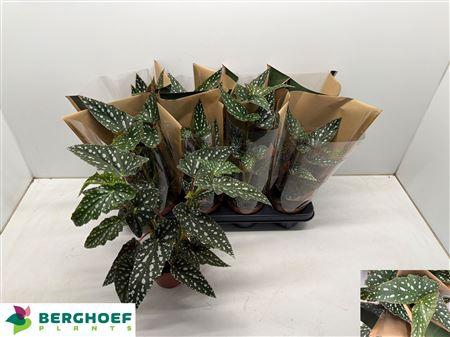 <h4>Beg Ma Spotl Green</h4>