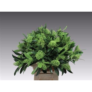 Skim C Kew Green Bs 60cm Ex