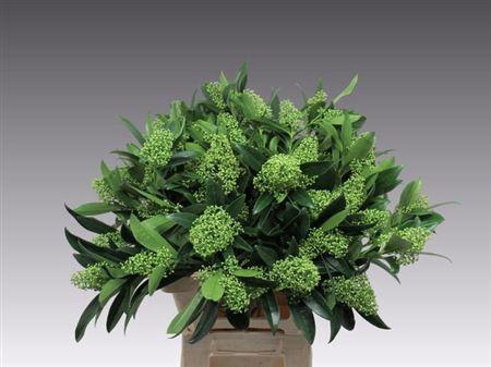 <h4>Skim C Kew Green Bs 60cm Ex</h4>