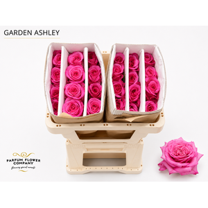 Rosa Garden Ashley